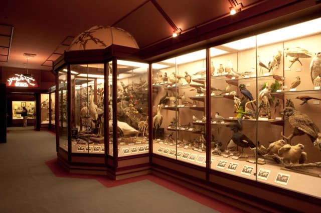 Hall of Birds